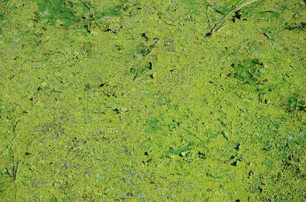 Comment intégrer des plantes aquatiques dans un petit étang de jardin urbain ?