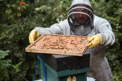 Matériel apiculture : tout ce qu'il faut pour vos ruches